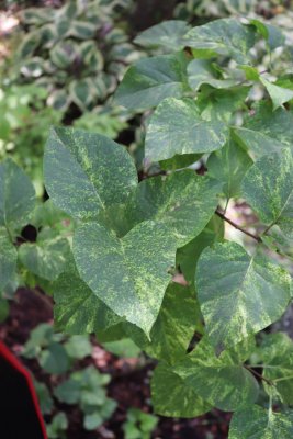 Syringa vulgaris 'Aucubifolia' - šeřík obecný - listy